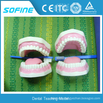 Soft gum standard extraction Teeth Model Jaws